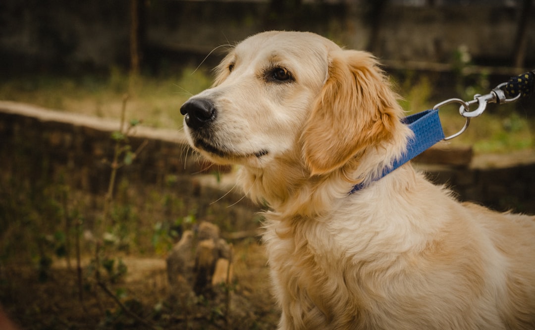 A close up of a dog on a leash