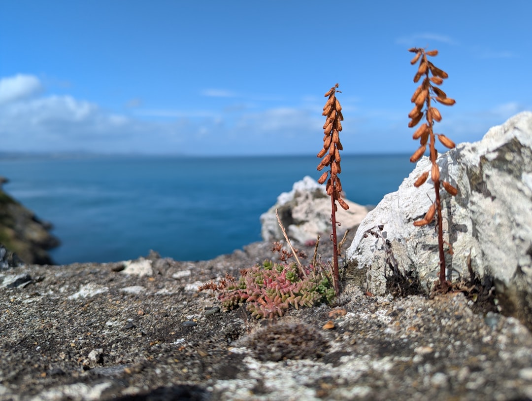 A couple of plants that are on some rocks