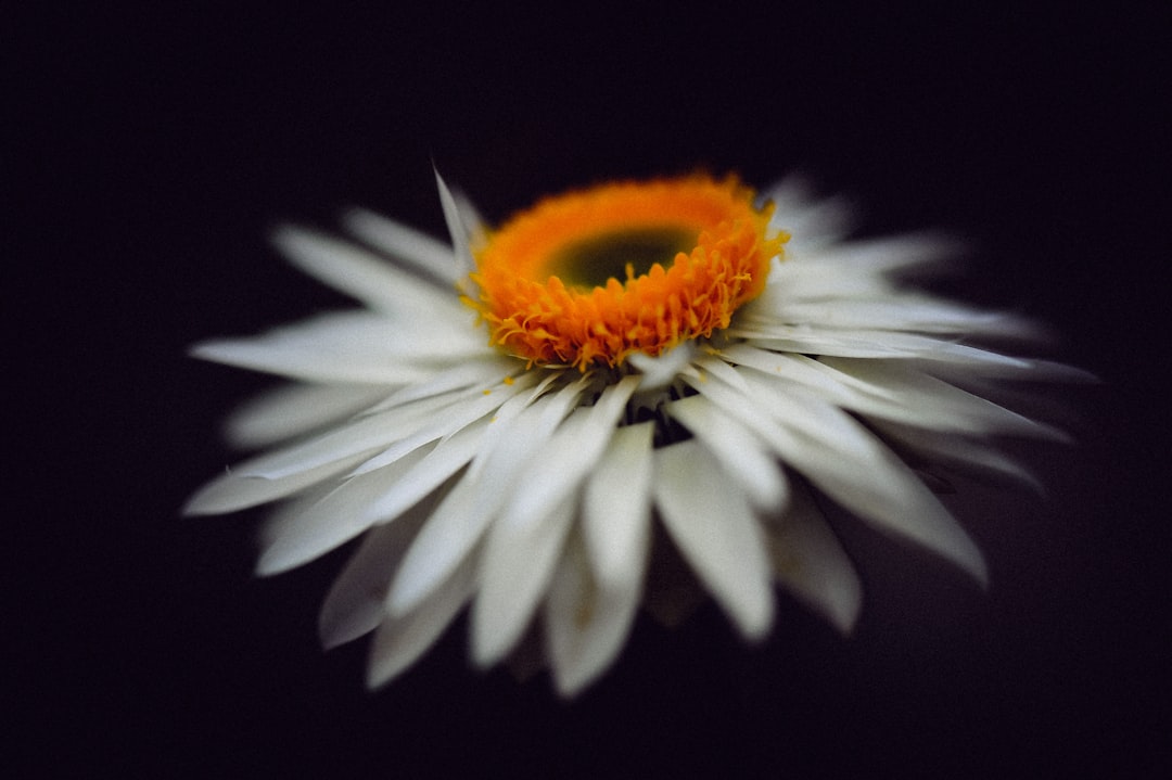 white petaled flower close up phoro