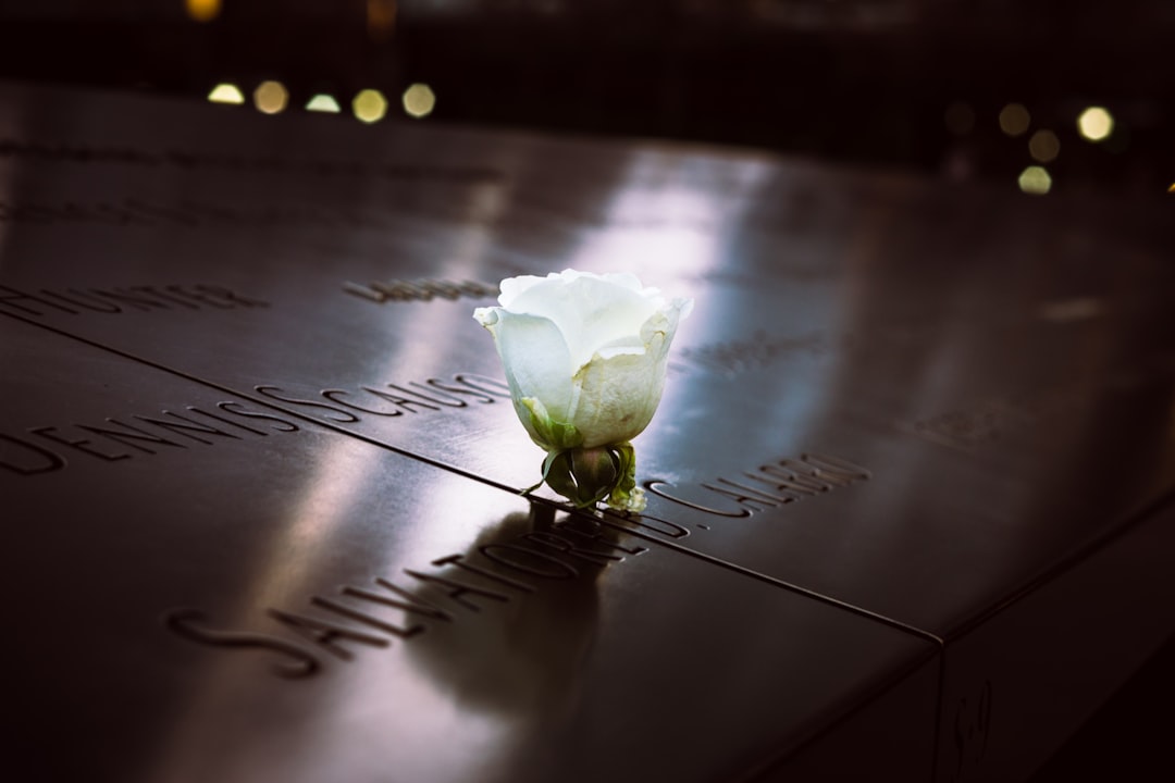selective focus photography of white rose flower