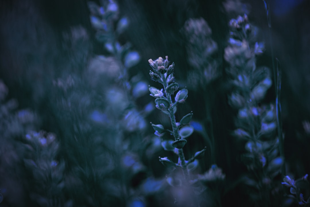 a close up of a purple flower