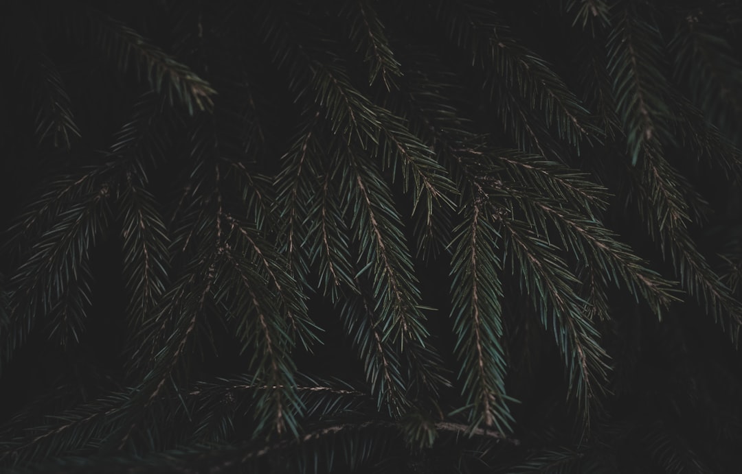 a close up of a pine tree branch
